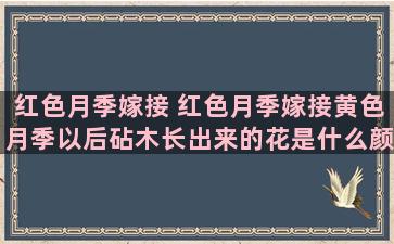 红色月季嫁接 红色月季嫁接黄色月季以后砧木长出来的花是什么颜色